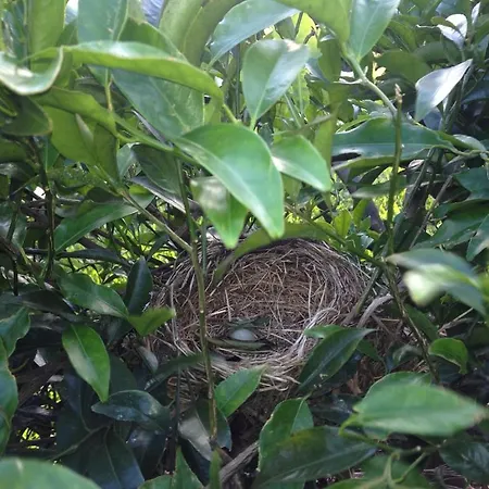 Bauernhof Quinta De Santa Clara Ponta Delgada