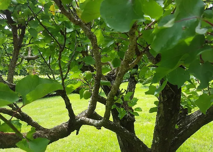 Farm stay Quinta De Santa Clara Ponta Delgada (Sao Miguel)