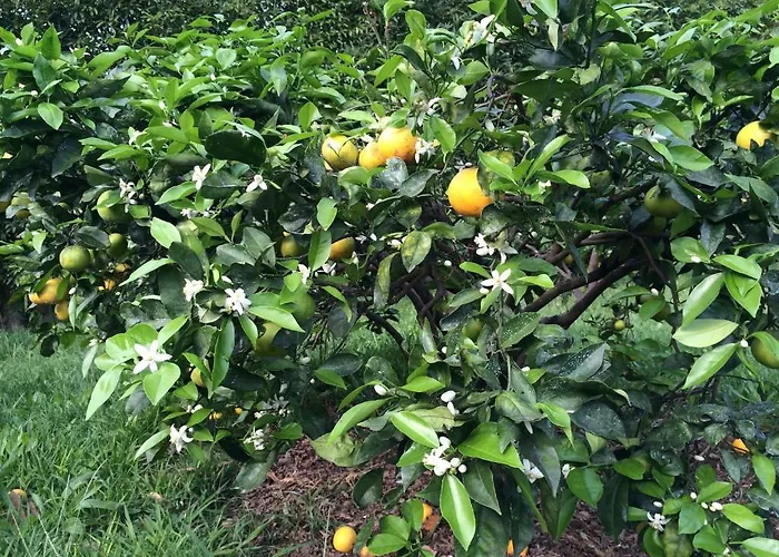 Farm stay Quinta De Santa Clara *