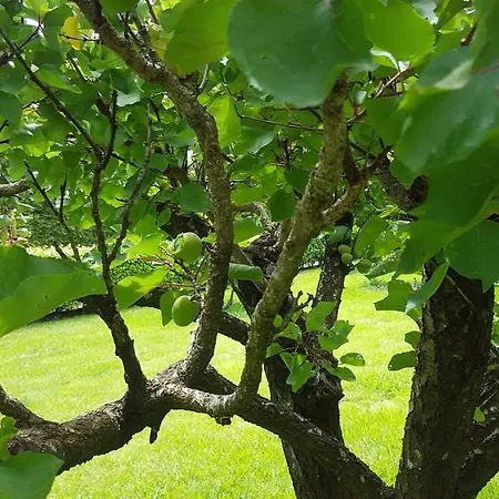 Agroturismo Quinta De Santa Clara Ponta Delgada
