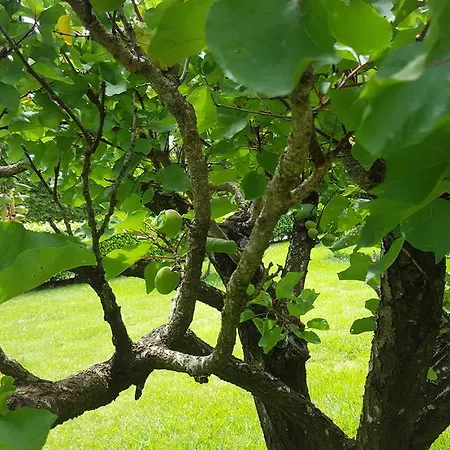 Alojamento de Turismo Rural Quinta De Santa Clara Ponta Delgada