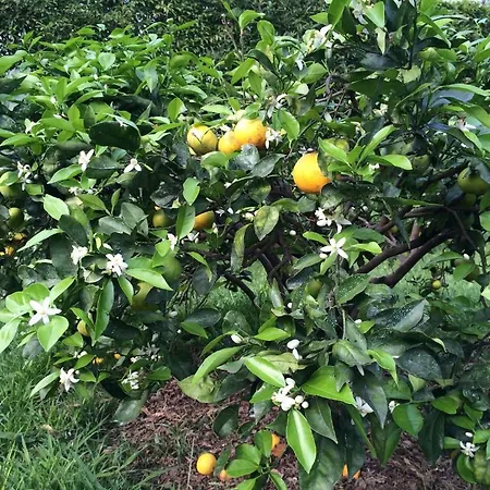 ファームステイ Quinta De Santa Clara *