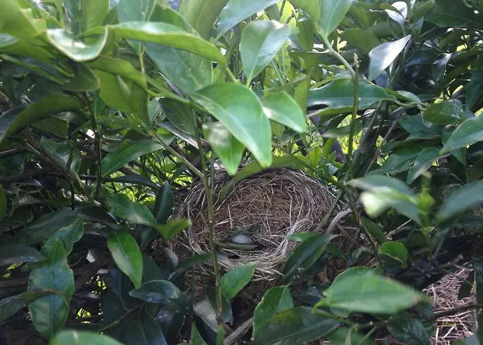 Agroturismo Quinta De Santa Clara Ponta Delgada